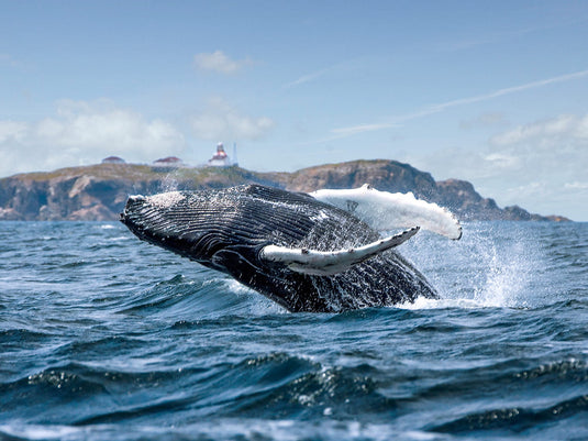Top 5 Whale Watching Spots In Canada